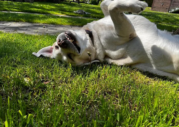 Lejlighed I Antonowka *